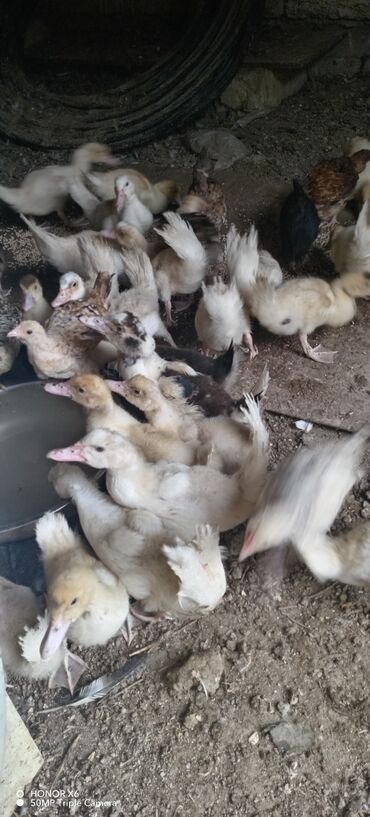 Ördəklər: Məhsul: Muskovi (Hind) ördəkləri – müxtəlif rənglərdə sürü Təsvir: - — 20