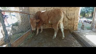 коровы породы швиц: Продаю | Бык (самец) | На откорм