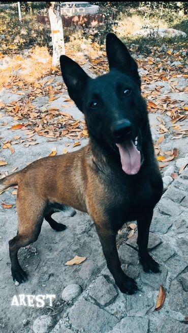 Вязка собак: Вязка: Бельгийская овчарка, Самец, 3 года, С родословной, С прививкой — 4