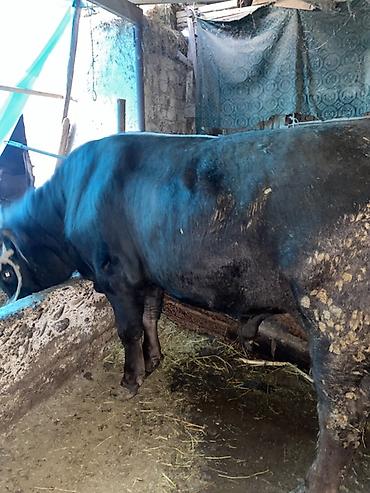 Коровы, быки: Продаю | Бык (самец) — 3