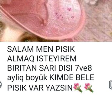 возьму котенка бесплатно: Dişi