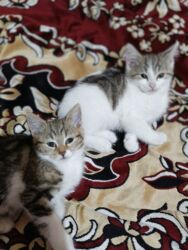 Pişiklər: Türk anqora, Dişi, Yaxşı əllərə, Ünvandan götürmə -da lalafo.az — 7 Pişiklər: Türk anqora, Dişi, Yaxşı əllərə, Ünvandan götürmə — 7