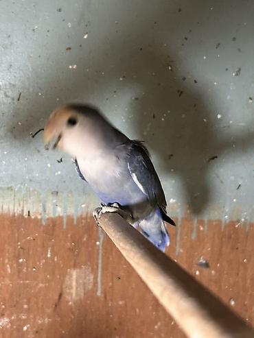 papuqay sesi: Məhsul: Sevgi quşları (Agapornis) Təsvir: - Rənglər: Ön planda — 3
