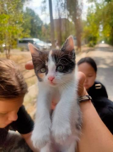 паштет: Котята, 4 малыша из одного помёта. - Окрас: 1) Белый с чёрными — 5