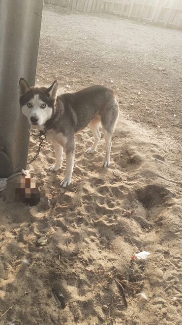 it yuvasi: Xaski, 2 il, Erkek, Peyvəndli, Ünvandan götürmə lalafo.az -da it yuvasi: Xaski, 2 il, Erkek, Peyvəndli, Ünvandan götürmə