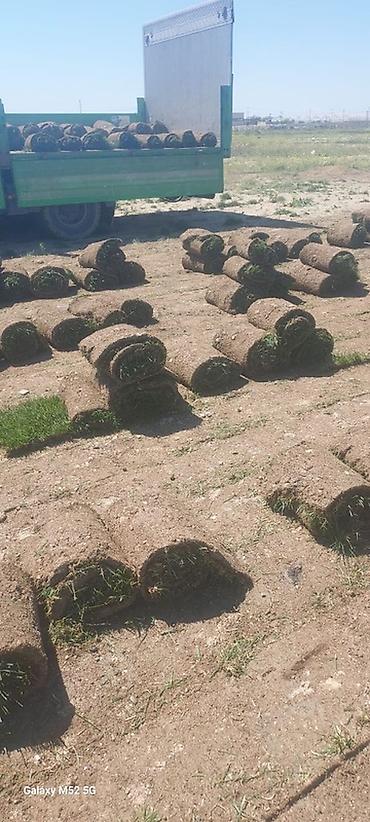 idmana aid resimler: Canlı qazon cox gözel ucuz qiymete süper rulonar çıxır — 2