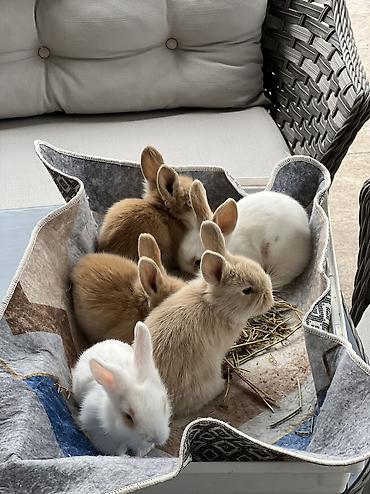 dovşan yemi: 🐰 1 aylıq Safqan Holland Lop balası satılır ✅ 1 aylıqdır ✅ Safqan — 1