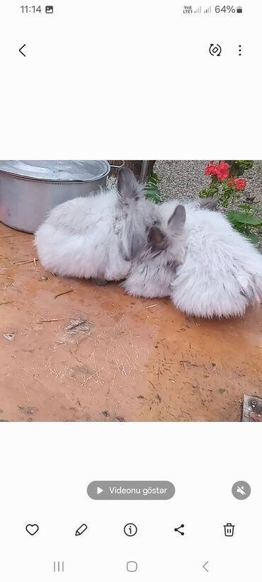 Dovşanlar: Angora tipli tüklü dovşanlar bala 8 manat - Növ: Uzun tüklü (Angora — 10