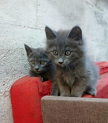 скотиш фолд ош: Скотиш Страйт (Шотландская прямоухая), 2 месяца, Мальчик, Серый, Приучена к лотку — 4