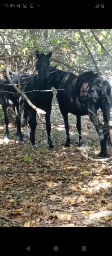 объявления о собаках sobaka: Продаю | Кобыла (самка) | Кара Жорго | Для разведения | Мерин