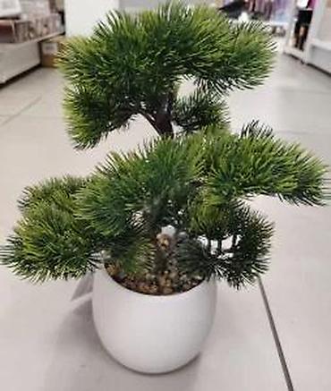 Vases and pots: Bonsai vestacko drvo u saksiji novo akcija | cene nisu fiksne — 5