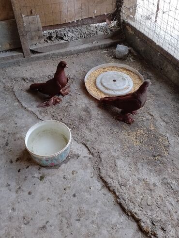 дикие птицы кыргызстана: Продажа пара закрытые не гоненные