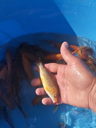 Рыбы: Коя, малёк карпа Кои — 14