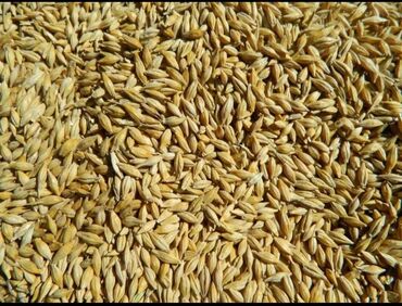 Зерновые культуры: Семена и саженцы Ячменя, Самовывоз, Платная доставка