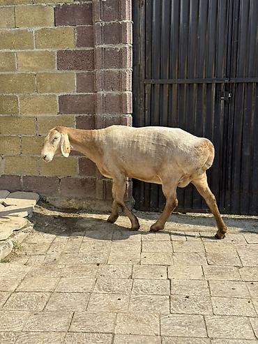 Баран, овца: Продаю | Овца (самка) | Арашан | Для разведения | Матка — 6