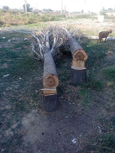 Дрова: Дрова Тополь — 1
