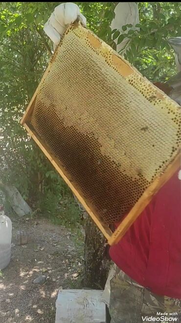 Мёд: Токтогульский мед,100℅чистый 1л-750сом 1бачок-15000т — 7