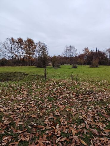 Torpaq sahələrinin satışı: 18 sot, Kənd təsərrüfatı, Mülkiyyətçi, Bələdiyyə — 11