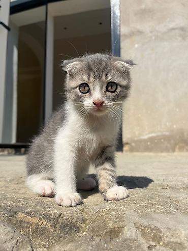 Кошки: Шотландская вислоухая — 3