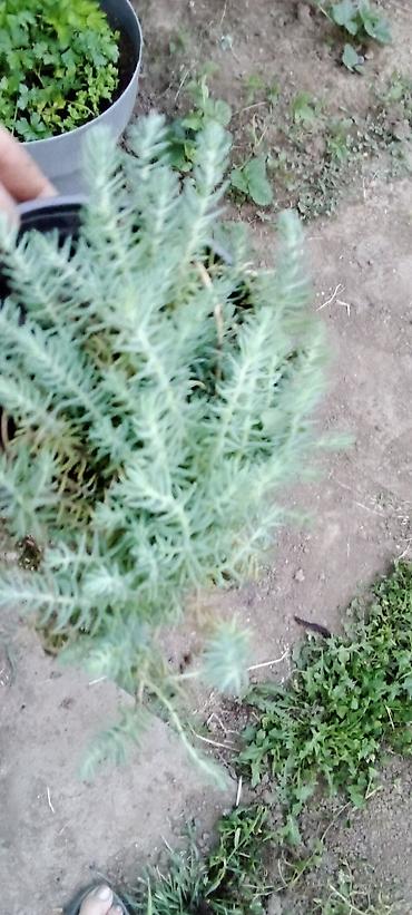 seme jagode: Sedum rupestre ‘Angelina’ – puzava sukulentna perena - Brzorastuća — 1