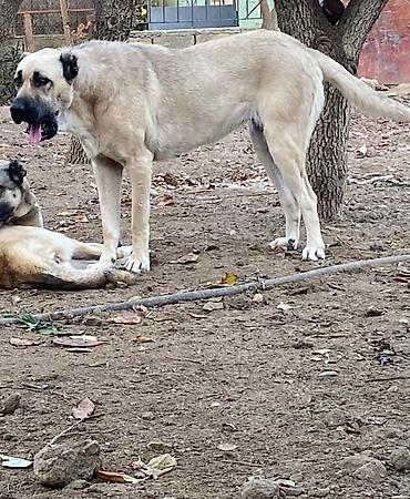 golden retriever satılır: 3 il, Dişi, Ödənişli çatdırılma — 4