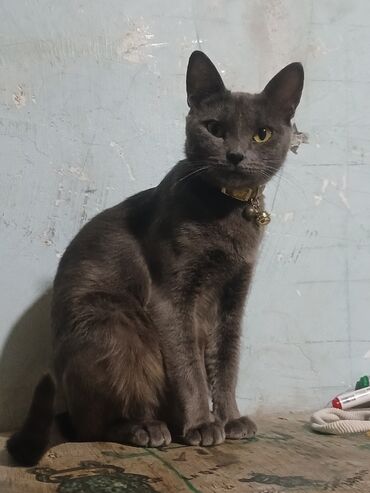 котята в добрые руки баку: Шотландская, Самка, В добрые руки, Самовывоз