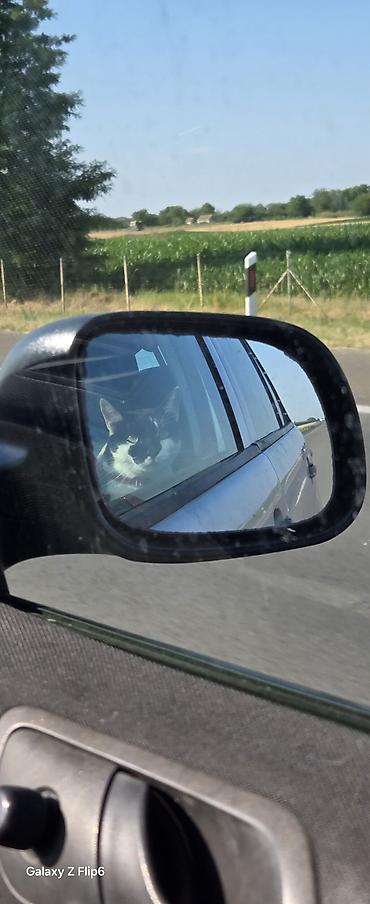 mačka prodaja: Pet shop “Maza & Nera” – sve za ljubimce na jednom mestu Pored — 3