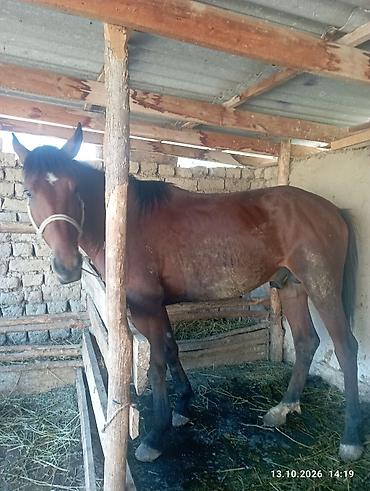 Лошади, кони: Продаю | Жеребец | Рабочий — 5