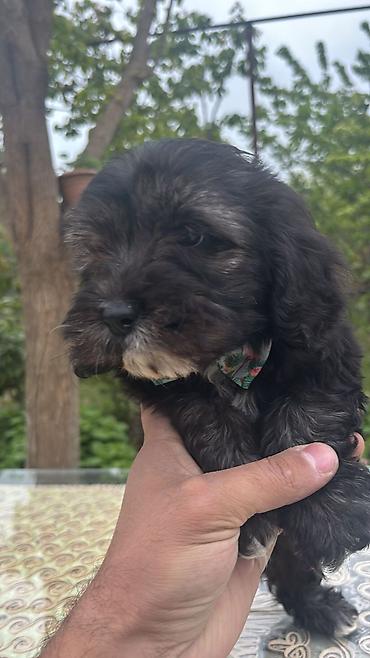 rottweiler qiyməti: Diwidi 2ay 10 gunlukdu qiymeti razilawa bilerik real aliciyla — 1