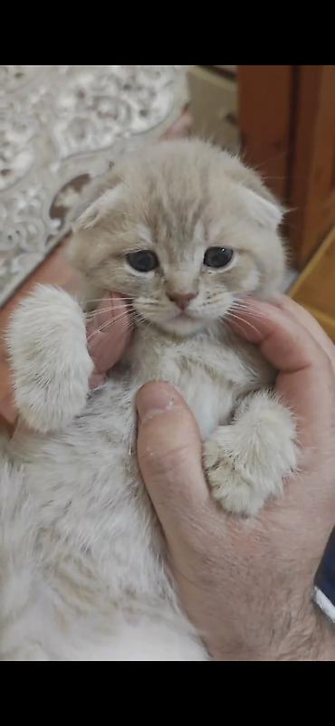 Pişiklər: Erkək, Dişi — 16