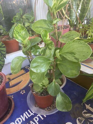 Фикусы: Продаю комнатные цветы, выращенные с душой, ухоженные и здоровые. В — 11