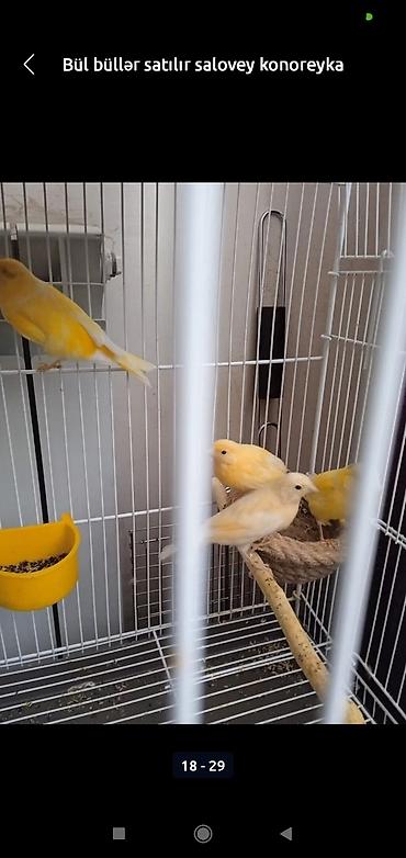 bulbul satılır: Bül büllər kanareyka solavey bul bul konareyka super oxuyan erkəy — 4