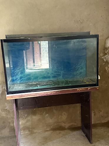 akvarium qiymətləri: İki ədəd 1m uzunluğunda akvarium. Biri şəkildəki kimi balıqları ilə — 3
