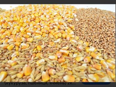 арпа саман салома: Жугору 19 сом. Арпа 20.50. Улпак 19 сом Состав на фото: - кукуруза -