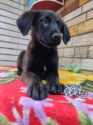 Продажа собак: Мальчик ищет дом. Привезём сами. Дважды привит — 7