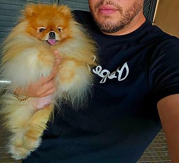 kupujem prodajem pomeranac: Najlepsi Pomeranci Boo samo u Pom_Hash_Starsu, bebe najkrace njuskice — 6