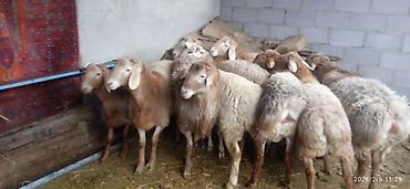 Баран, овца: Продаю | Баран (самец) | На забой — 1