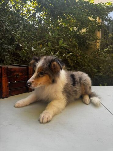 Продажа собак: Колли, 5 месяцев, Самец — 8