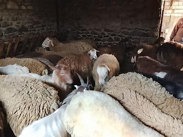 anqus dana satışı: Gəncədə toya nişana qurbanlıq üçün hər cür quzularimiz var yaxşı — 9