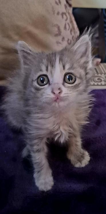 Котята полудлинношёрстные, окрасы: серо-белый табби и бело-тигровый