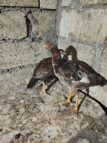 Digər quşlar: 2 fərə satılır biri 2 ay yarımlıq də biri 3 ayın keçib münasib qiymətə — 2