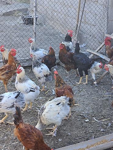 на забой: Продаю | Петух | На забой — 1