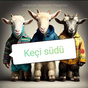eşşək sudu satışı: Keçi südü –öncədən sifariş etməyiniz xahiş olunur. Ünvan — 1