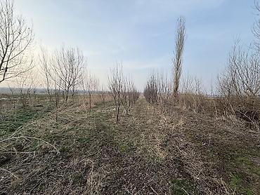 Продажа коттеджей и домов: Сарай сатылат Беловодскийдин усту жагында алма бактары бар алдында — 6