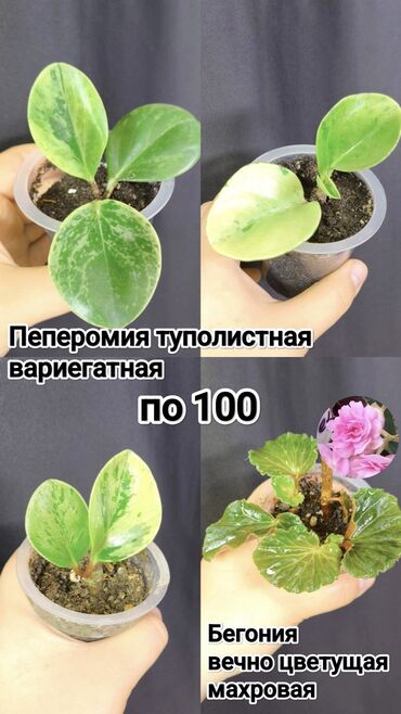 сазан рыба: Распродажа по 100сом 🔥🔥🔥 комнатные растения, цветы 🔥💰 Цена : 1шт -
