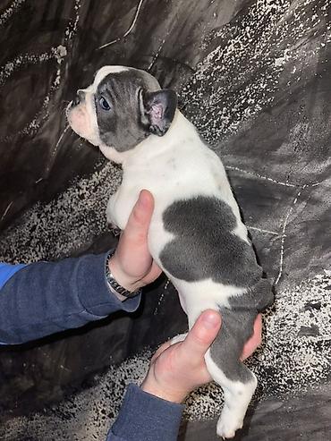Psi: Francuski buldog štenci – merle i bele šare, plave oči - Rasa — 8