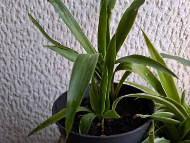 Ostale kućne biljke: Filadendron Brasil, velika biljka sa prve slike je 800, Yucca, Drvo — 2
