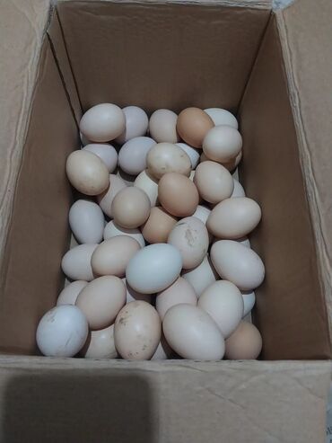 cuce satilir: Mayalı yumurtalar.toyuq.45 eded var. 1eddi 20 qepiye satlr.Vatsappa