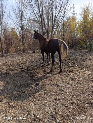 отдам даром вислоухого котенка: Продаю | Кобыла (самка) | Рабочий