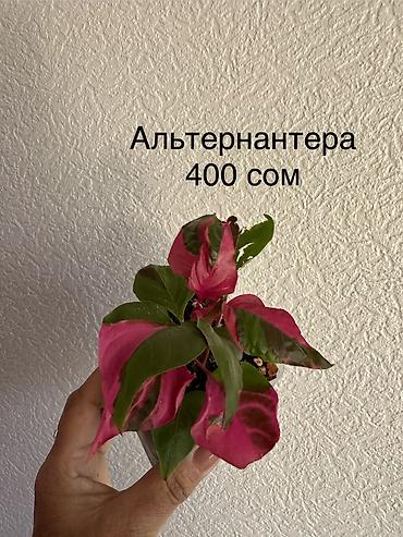 Другие комнатные растения: Укоренённые черенки растений от 150-300 сом — 2